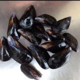 Mussel Whole
