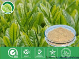 Green Tea Extract, Plant, Extract, Herbal