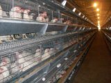 Poultry House with Full Set Automatic Equipment for Broilers/Layers