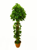 Yy-1689 Happy Price Artificial Allamanda Neriifolia Tree, 160cm Heigh, Curve Trunk, Indoor Decoration Plant