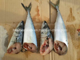 New Landed Frozen Fish Pacific Mackerel Seafood