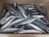 Sea Frozen Mackerel 8-10pcs/kg