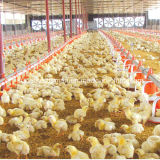 Automatic Poultry Control Shed Equipment for Chicken Shed