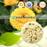 Natural Herbal Plant Raw Material Chrysanthemum