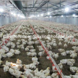 Full Set Automatic Poultry Farm Equipments for Broiler
