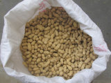 Factory Price Hot Sale Peanut in Shell with Good Quality