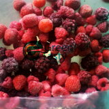 High Quality IQF Frozen Mixed Berry