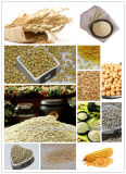 Oat Sorting Machine, Coarse Cereals Processing Machinery
