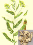 Astragalus Root Powder & Astragalus Root Slice