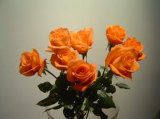 Free Shipping Fresh Cut Flowers Rose -1