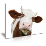 Cow Animal Canvas Prints Decorative Painting for Your Home