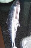 Spanish Mackerel -2