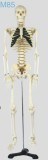 Medium Skelecton with Spinal Nerves Model (85cm)