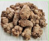 High Quality Sanqi PE with Best Price for Buyer 30 PCS/500 G