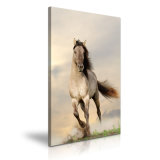 White Horse Print Canvas Decoration Painting for Wall