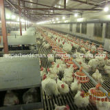 Poultry Feeders and Drinkers for Poultry Farm