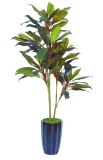 Best Selling Autumn Dracaena Plant 84lvs