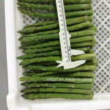 New Season IQF Frozen Vegetables Green Asparagus Apears