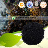 Manufacturer Supply Natural Herbal Medicine Seaweed Kelp Alga