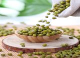 New Crop Chinese High Quality Green Mung Bean
