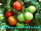 1-Methylcyclopropene Keep Fruits in Fresh