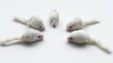 Pet Toy, Small White Mouse
