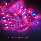 Red&Blue SMD5050 LED Strip Grow Light (WXL-ST002)