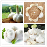 Exporting Standard Chinese Fresh Garlic Product Description