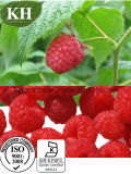 Raspberry Extract Ellagic Acid CAS: 476-66-4