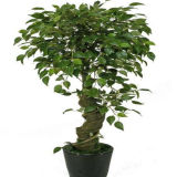 High Simulation Artificial Ficus Bonsai Tree with Cheap Price