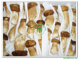Fresh Boletus Edulis Whole Mushroom-Grade a (4-6CM) 111103
