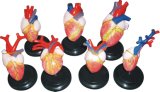 Model of Different Hearts M12009