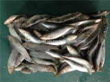 Small Specification Frozen Sardine Fish