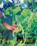 Vegetable Plant Support Net (Mesh 18*18)