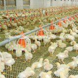 Automatic Poultry Pan Feeder and Nipple Drinker for Broiler