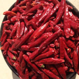 Red Dried Bullet Chili