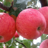 2015 New Corp High Quality Fresh Fruit Fresh Apple