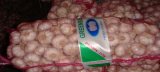 Mesh Bag Packing Normal White Garlic (5.0 Cm and up)