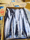 Whole Round Frozen Pacific Saury