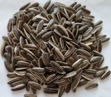 Hot Sale Sunflower Seeds 909 for Food