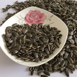 Sunflower Seeds C90 with Good Quality and Hot Sales