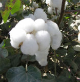 Cotton Seed P. E