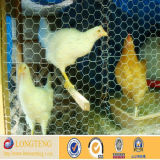China Anping Supplier Chicken Coop Wire Netting (LT-421)