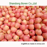 Shandong Sweet Fresh FUJI Apple