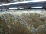 Edible Mushroom Cold Storage Room Logistic Warehouse