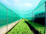 Anti-Insect Netting for Farm