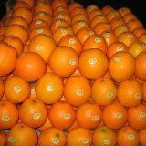 30-40mm/40-49mm Good Quality China Fresh Mandarin