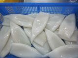 Seafood Frozen Squid Tube IQF