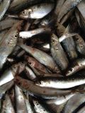 Sardine Fish for Cannery