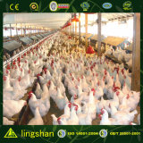 Poultry House with BV Certification